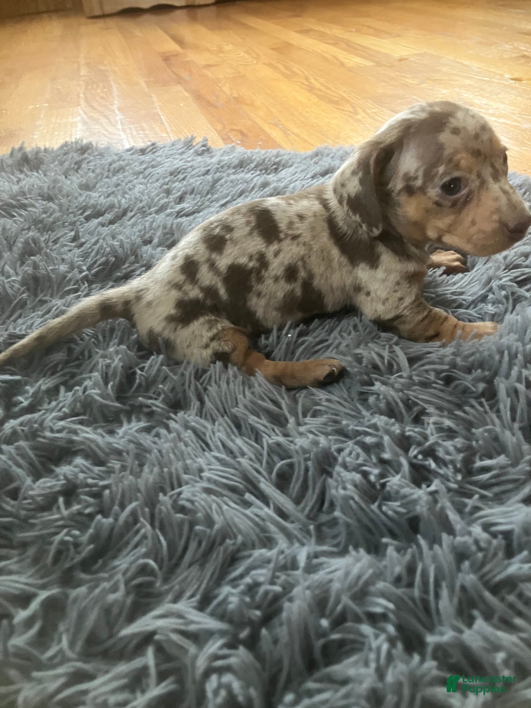Miniature Dachshund dogs for sale: Akc Kaitlyn - Ad 7