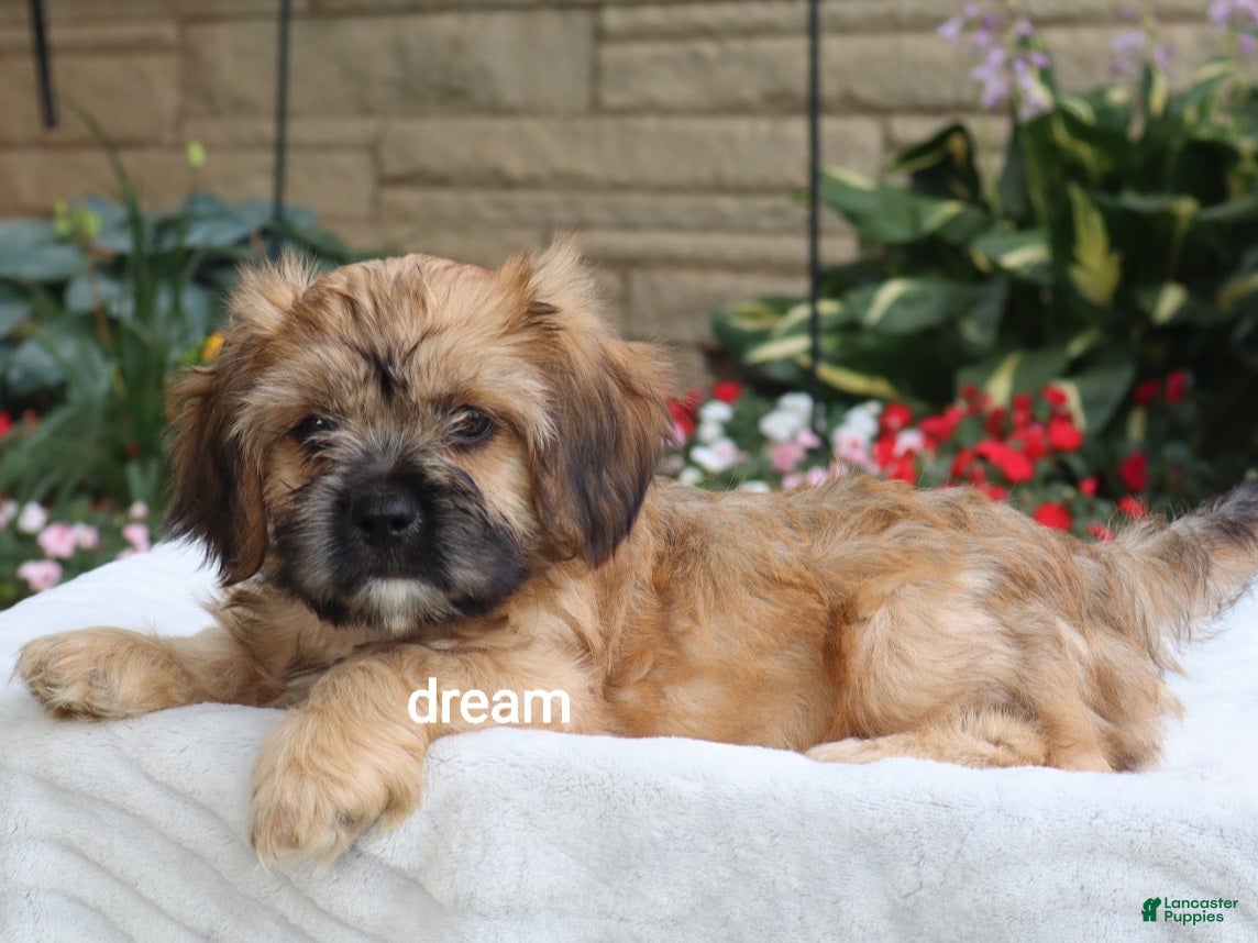 Mixed Breed dogs Wynn - Ad 2