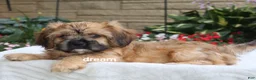 Mixed Breed dogs for sale: Wynn - Ad 2