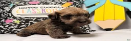 Mixed Breed dogs for sale: Chewpy - Ad 6