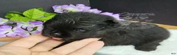 Pomeranian dogs for sale: Pepper's Man In The Mirror - "Manny" - Ad 3