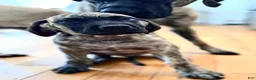English Mastiff dogs for sale: English Mastiff Male Brindle Pup - Ad 6