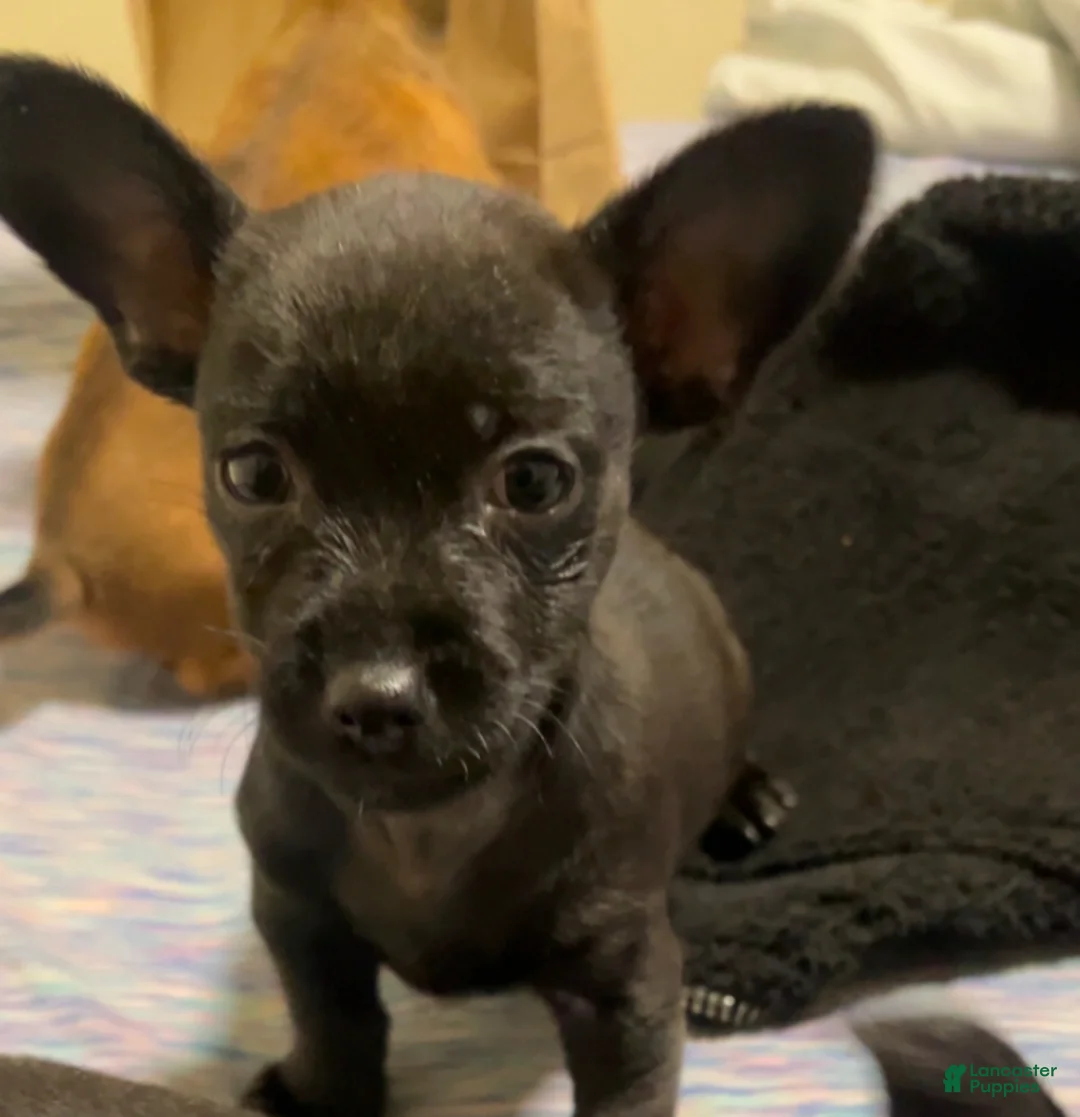 Mixed Breed dogs for sale: Mixed Breed Puppy 6 - Ad 1