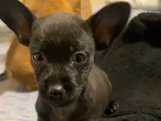 Mixed Breed dogs Mixed Breed Puppy 6 - Ad 17