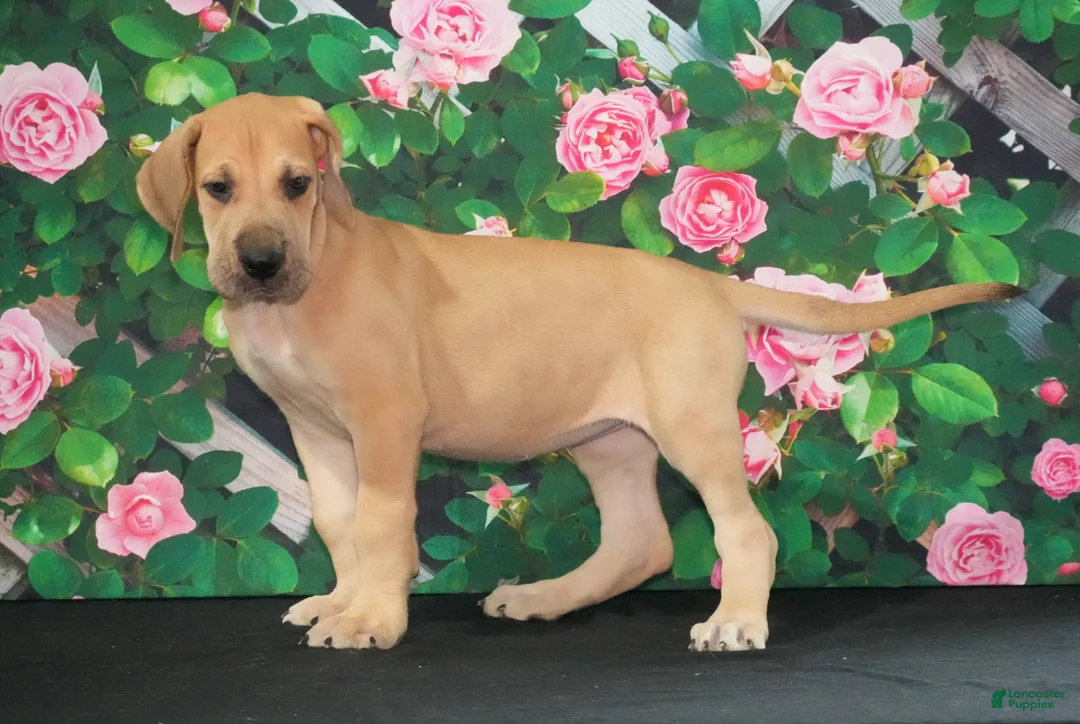 Great Dane dogs for sale: Lainey - Ad 2