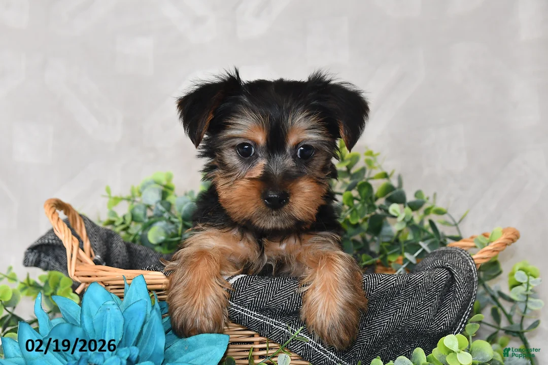 Yorkshire Terrier dogs for sale: Izzy - Ad 2