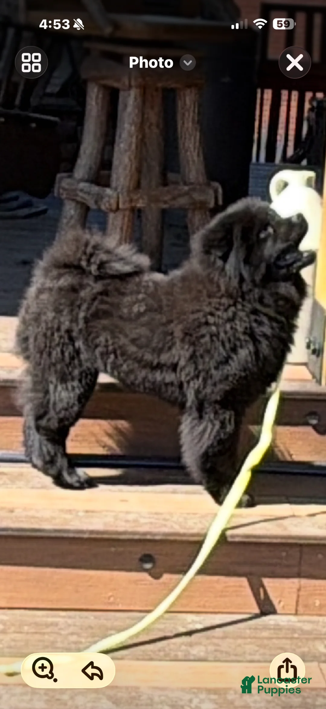 Chow Chow dogs for sale: Chow Chow Puppy 1 - Ad 2