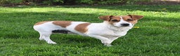 Jack Russell Terrier dogs for sale: Vivian - Ad 7