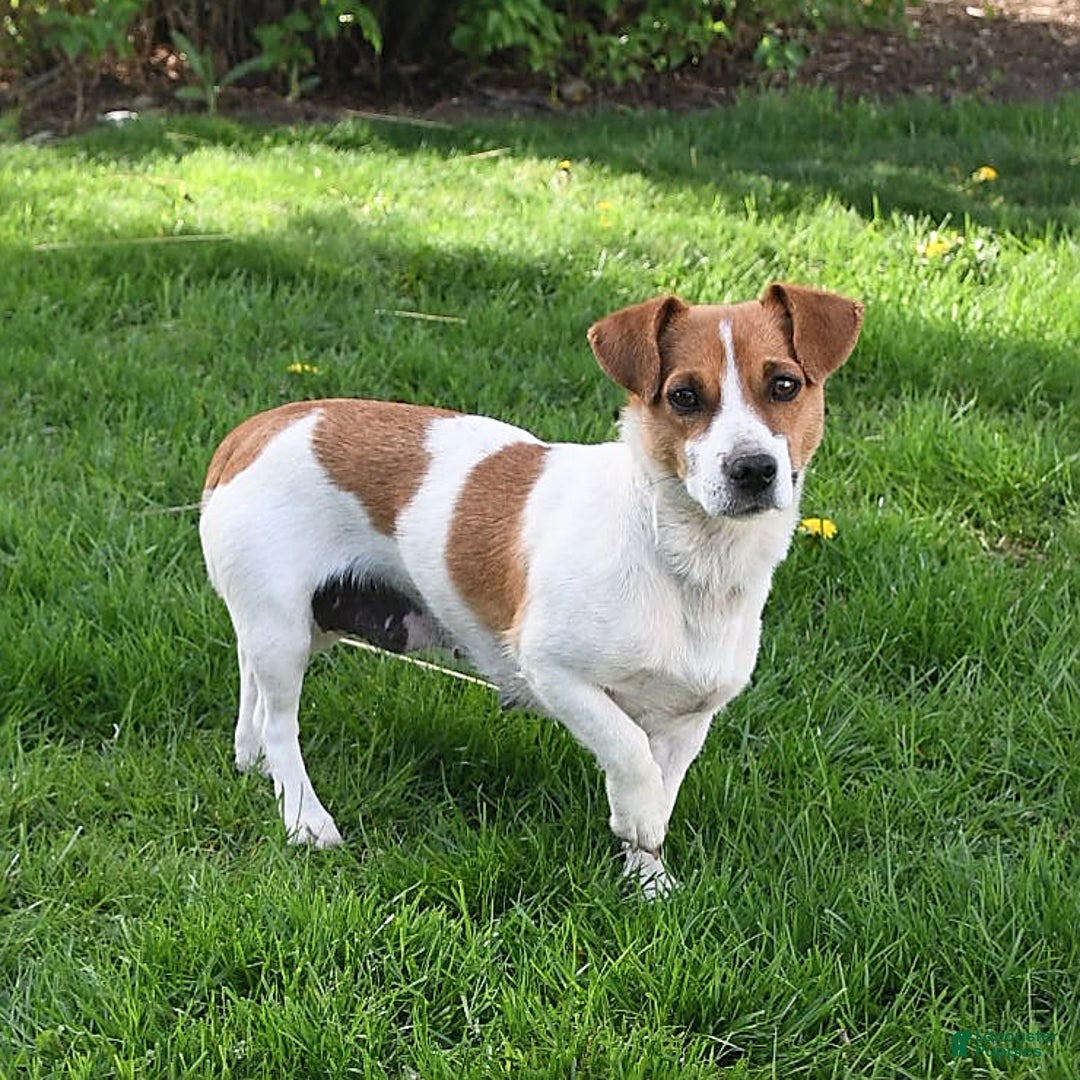 Jack Russell Terrier dogs for sale: Vivian - Ad 7