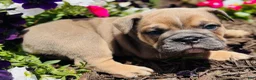 English Bulldog dogs for sale: Solo  - Ad 8