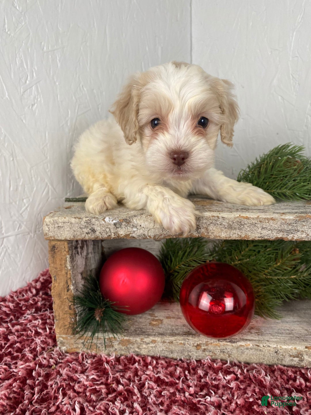 Cockapoo dogs for sale: Cooper - Ad 5