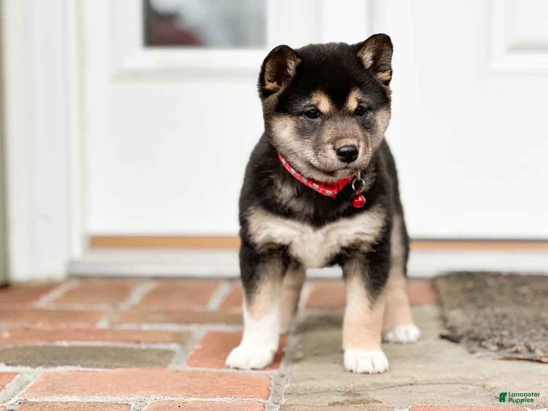 Shiba Inu dogs for sale: Fern - Ad 1