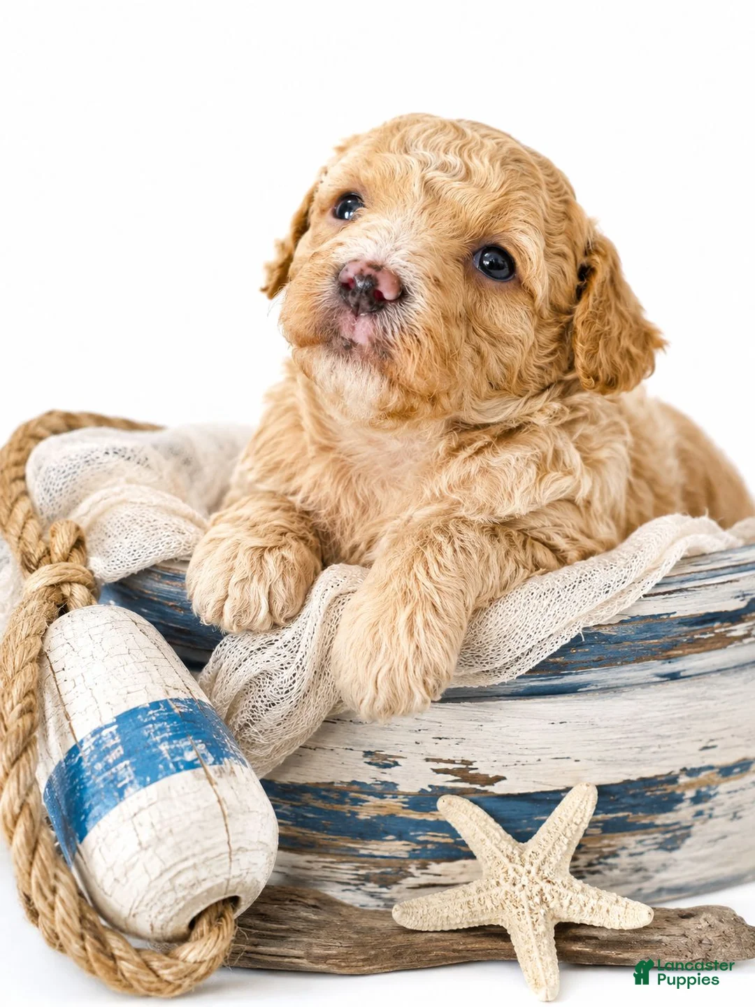 Aussiedoodle dogs for sale: Aussiedoodle 2 - Ad 2