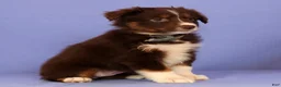 Miniature Australian Shepherd dogs for sale: Martha - Ad 4