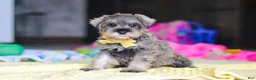 Miniature Schnauzer dogs for sale: Henry - Ad 4