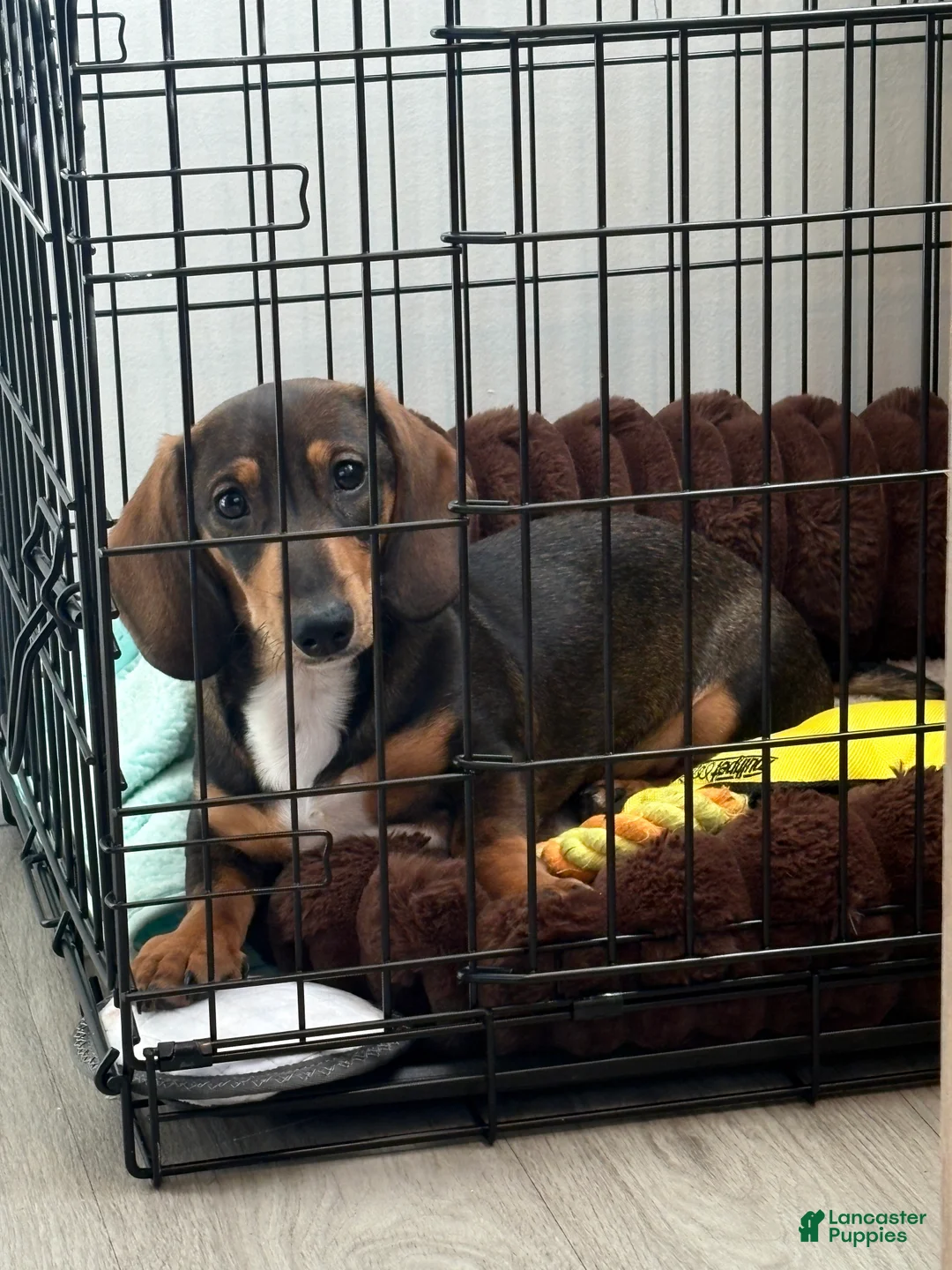 Miniature Dachshund dogs for stud: Oatie litter - Ad 3