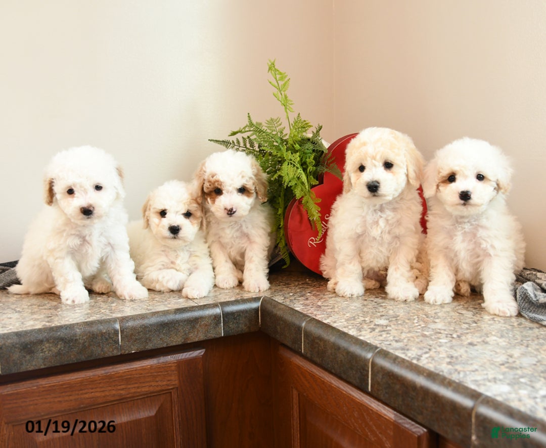 Bichpoo dogs for sale: Muffin - Ad 5