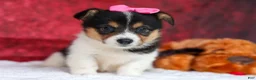 Welsh Corgi Pembroke dogs for sale: Annabelle🎀 - Ad 18