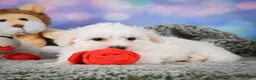 Maltipoo dogs for sale: milo - Ad 14