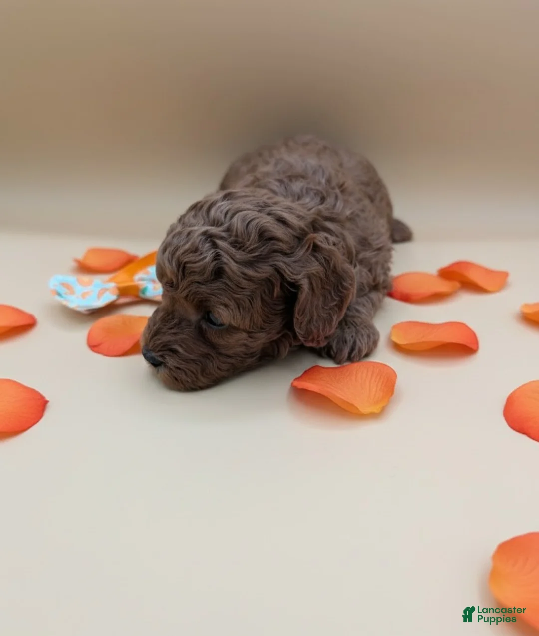 Toy Poodle dogs for sale: Maple 🍁 - Ad 9
