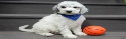 Sheepadoodle dogs for sale: Milo-MEDIUM - Ad 8