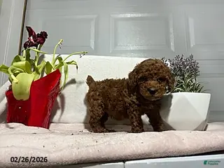 Miniature Poodle dogs for sale: Prince - Ad 3