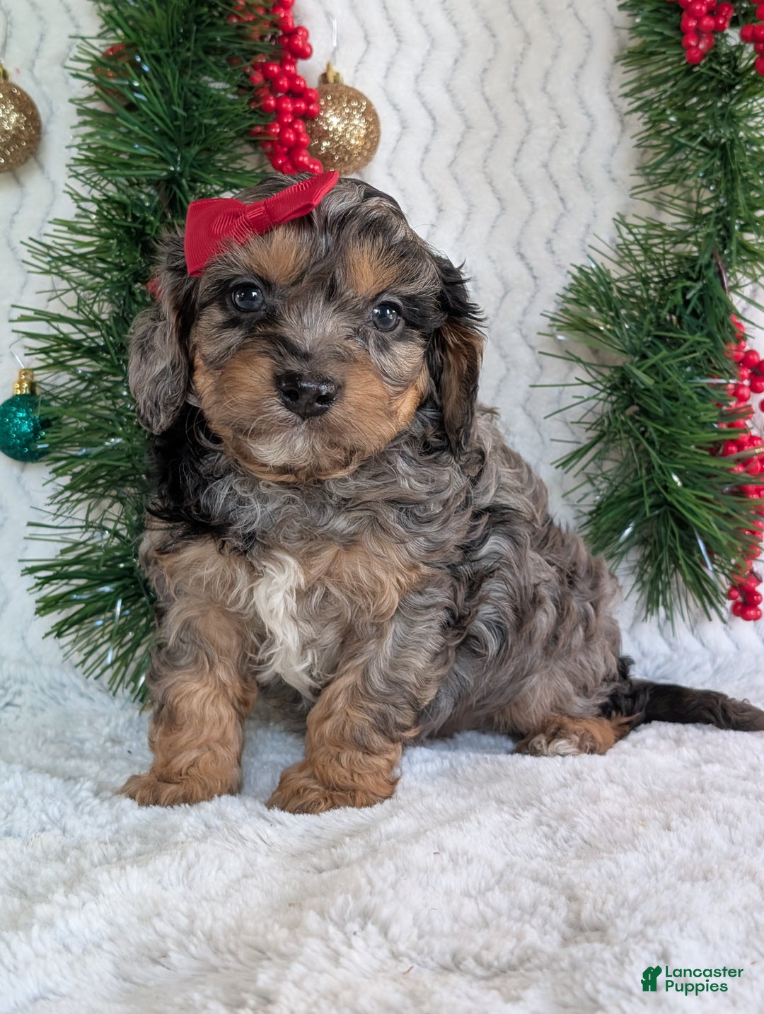 Cavapoo dogs for sale: Bluey - Ad 5