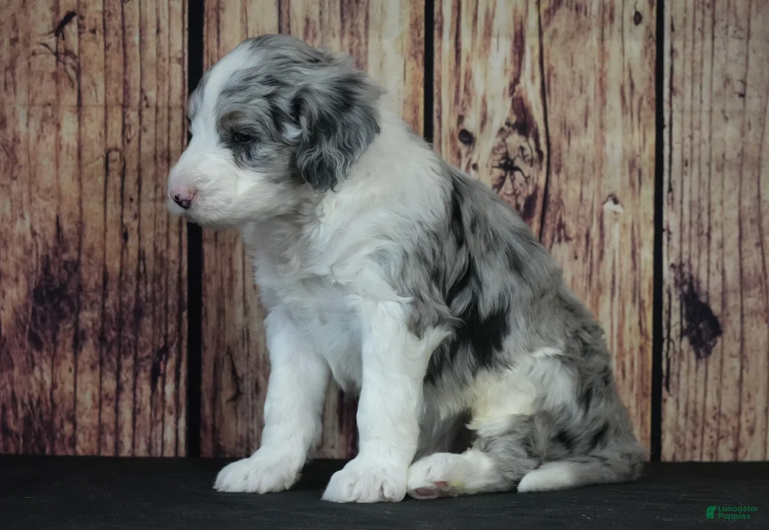 Sheepadoodle dogs for sale: Sheepadoodle Puppy 3 - Ad 2