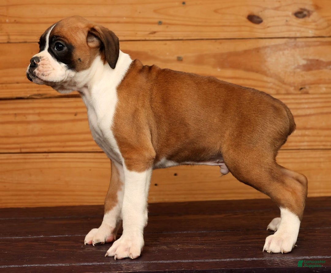 Boxer dogs for sale: Stormy - Ad 2