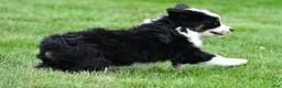 Miniature Australian Shepherd dogs for sale: Willow - Ad 11