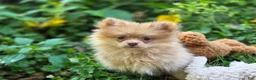Pomeranian dogs for sale: Toulouse Pomeranian  - Ad 5