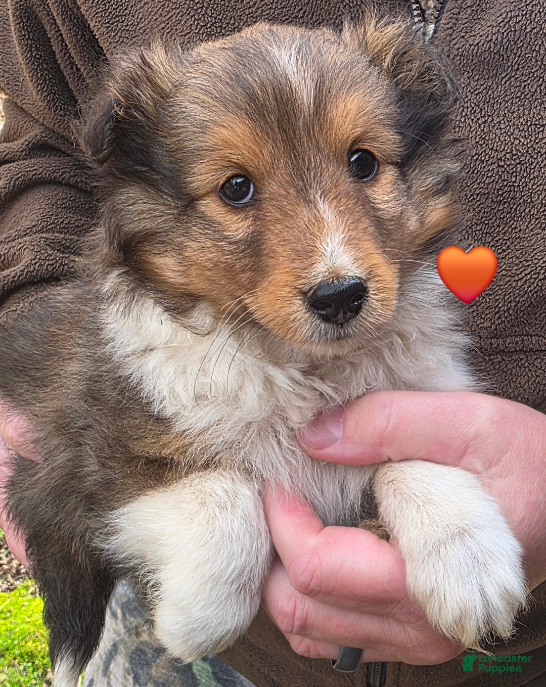 Shetland Sheepdog dogs for sale: Shetland Sheepdog Puppy 3 - Ad 1