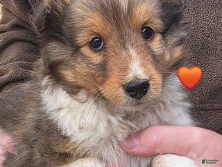Shetland Sheepdog dogs Shetland Sheepdog Puppy 3 - Ad 7