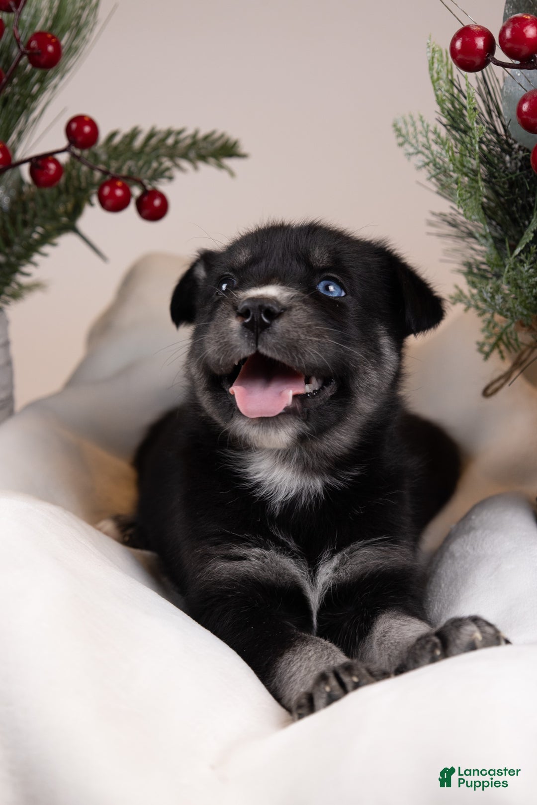 Goberian dogs for sale: Bear - Ad 38