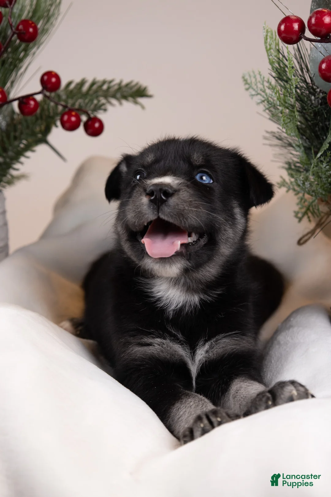 Goberian dogs for sale: Holly - Ad 25