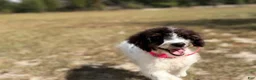 Mini Bernedoodle dogs for sale: Biscotti SALE! - Ad 14