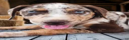 Catahoula Leopard Dog dogs for sale: MS 2026 Female 2 - Ad 5