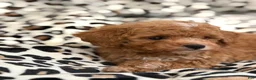 Toy Poodle dogs for sale: Hazel - Ad 7