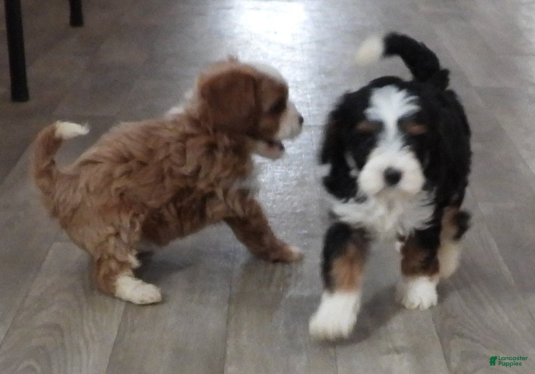Cavapoo dogs for sale: Cavapoo Black/Tri Male #5 (Autumn's) - Ad 6