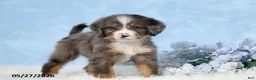 Mini Bernedoodle dogs for sale: Zonya - Ad 2