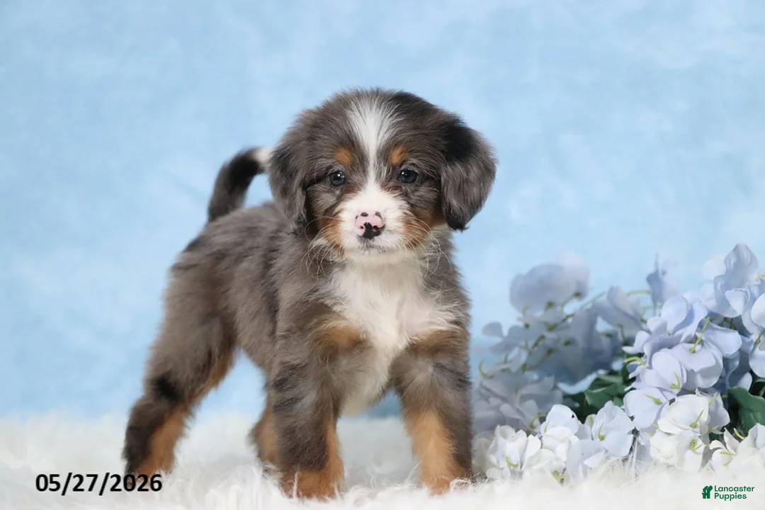 Mini Bernedoodle dogs for sale: Zonya - Ad 2