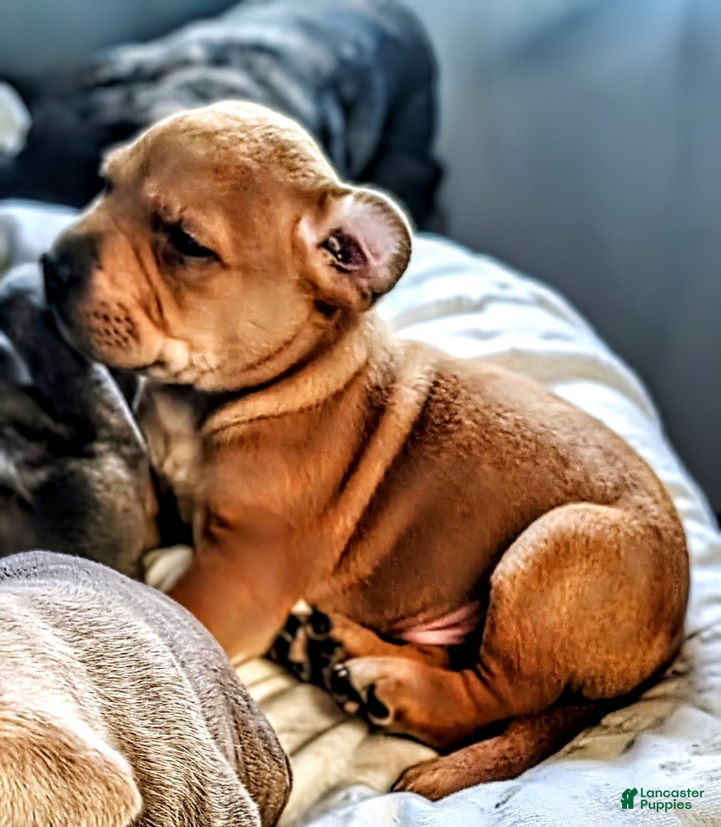 Mixed Breed dogs Lucky  - Ad 7