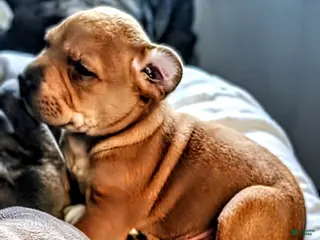 Mixed Breed dogs Lucky - Ad 6