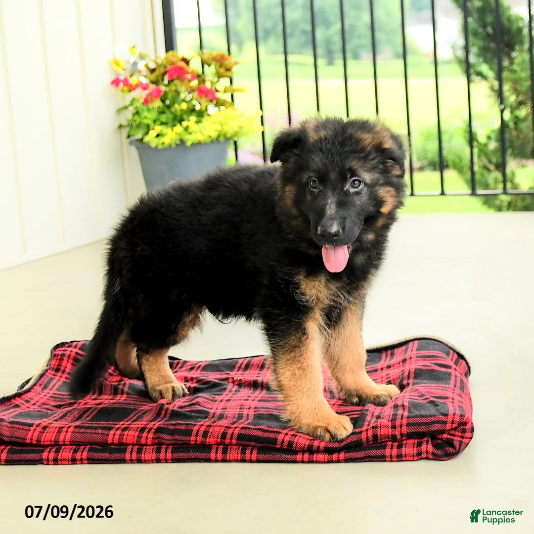 German Shepherd dogs for sale: Rownan - Ad 1