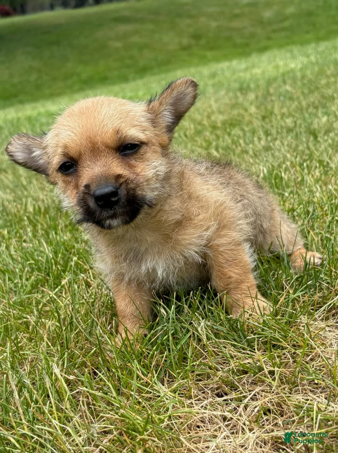 Chorkie dogs for sale: Chorkie 3 - Ad 1