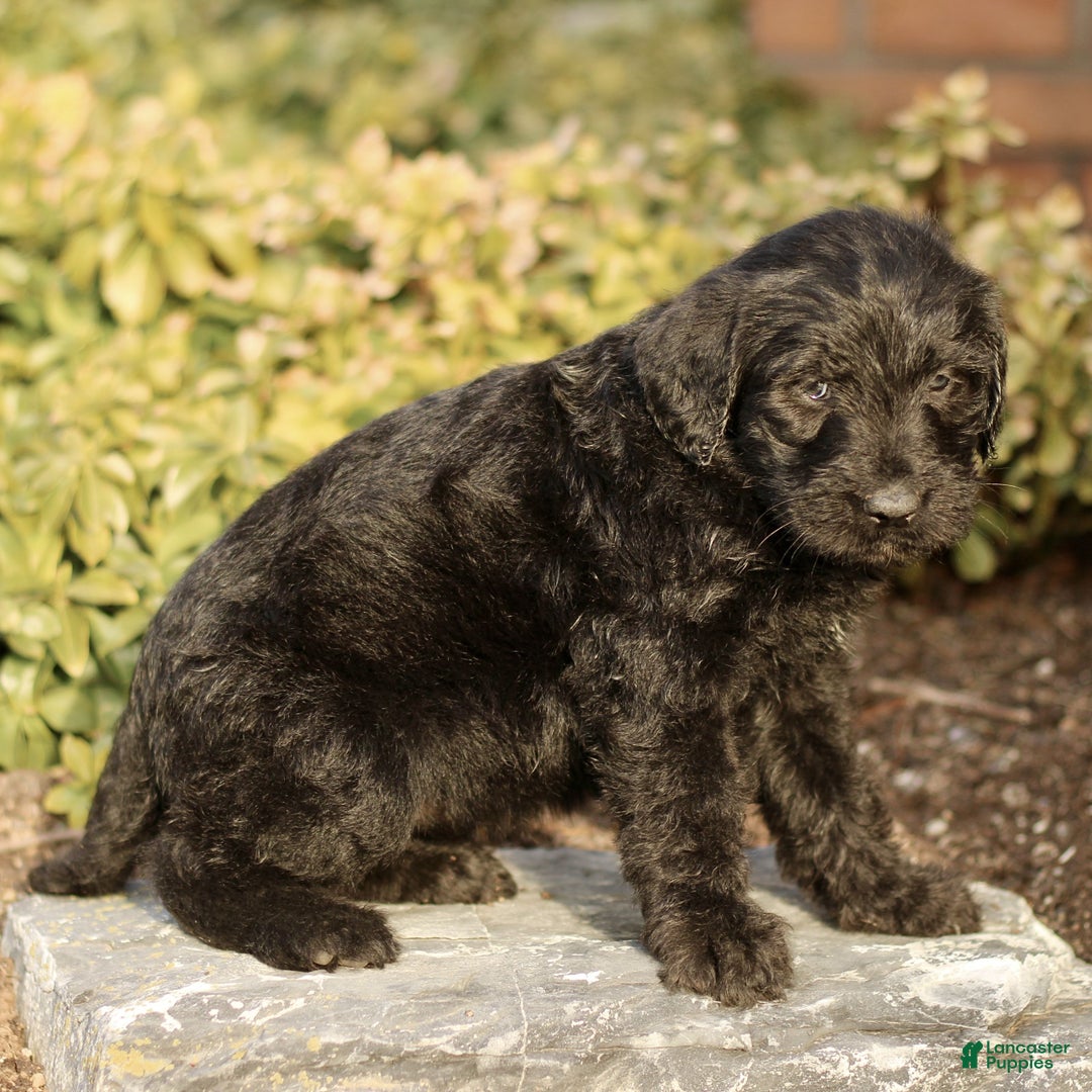 Labradoodle dogs for sale: Marley  - Ad 2