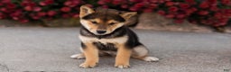 Shiba Inu dogs for sale: Benji  - Ad 6