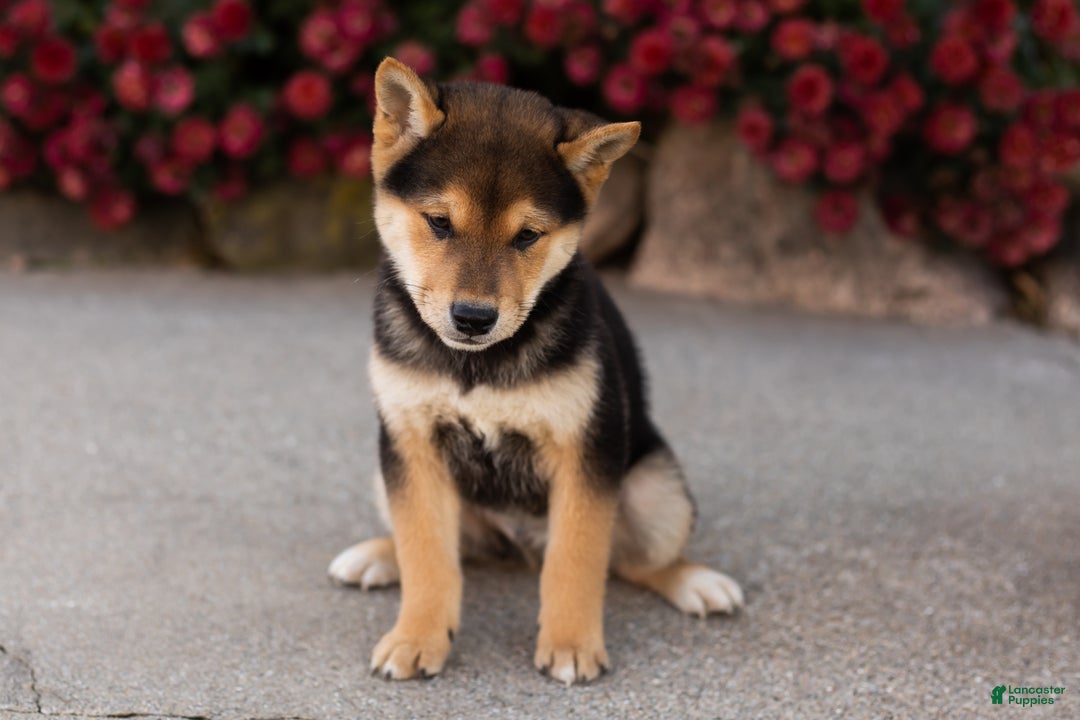 Shiba Inu dogs for sale: Benji  - Ad 6
