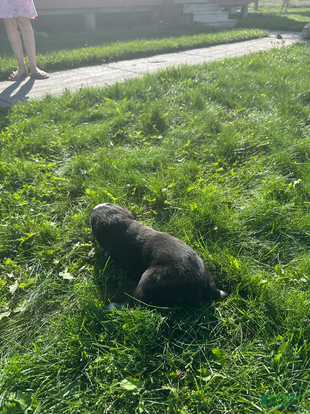 Miniature Australian Shepherd dogs for sale: Tri boy 1 - Ad 2
