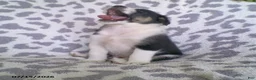 Miniature Australian Shepherd dogs for sale: Leo - Ad 3